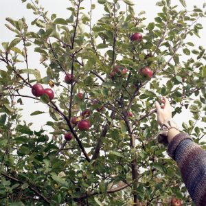 Top Branch (Tessa Graham)