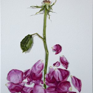 Pink Rose Study (Kristy Blackwell)