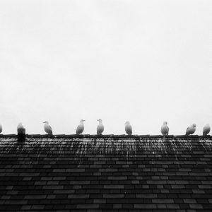 Seagulls, Oakville Marine Search and Rescue (Alex Hall)