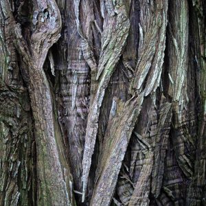 Treefolds (Lori Ryerson)