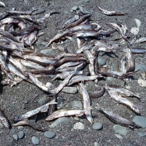 Caplin Rolling (Tessa Graham)