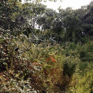 Ravine (Alex Hall)
