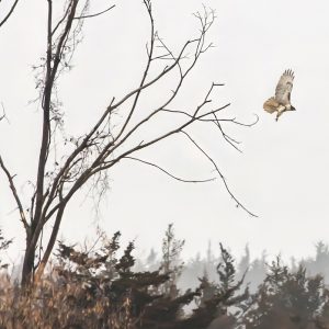 Red-tailed Hawk on Takeoff (Scott Maracle)