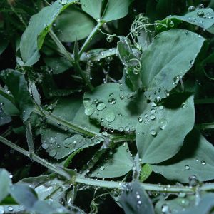 Green Peas (Neil Kehler)