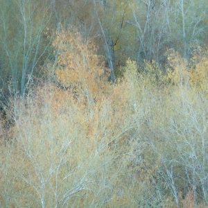 Ghost Trees Blue (Lori Ryerson)