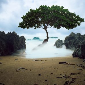 Costa Tree of Life (Anthony Ranieri)