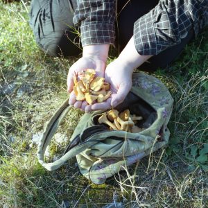 Chanterelles (Tessa Graham)
