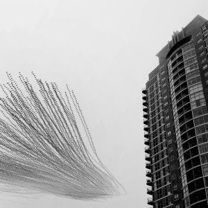 Symphony of the Starlings (Raghuvamsh Chavali)