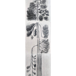Cook Pine Number One (Donald Lee)