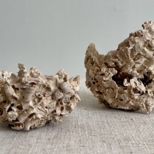 Nidulus (Lara Sturzenbaum)