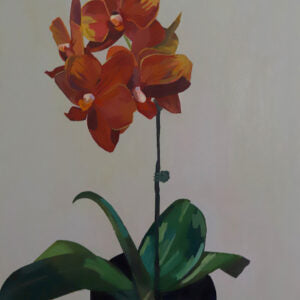 Orchid (Sara Morgado)