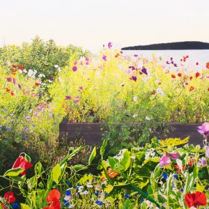 Jardin de fleurs d’été (série #4) (Kamouraska, QC) (Julie Desmarais)