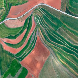 Fallow Fields (Seasons I, Spring) (Carolyn Cheng)