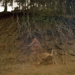 Scots Pine Roots (Ana Kapodistria)