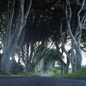 Dark Hedges (Tessa Graham)