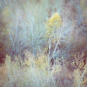 Ghost Trees Red (Lori Ryerson)