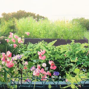 Jardin de fleurs d’été (série #3) (Kamouraska, QC) (Julie Desmarais)
