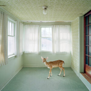 The Meadow Version 2 (Maureen O'Connor)