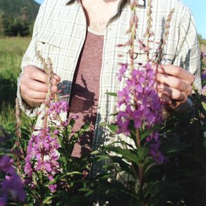 Fireweed (Tessa Graham)