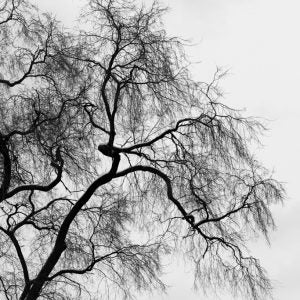 Sullivan Street Trees Pt.1, Toronto (Alex Hall)