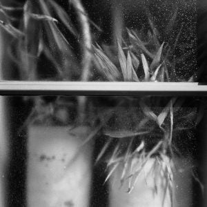 Plant Pas De Deux (Alex Hall)