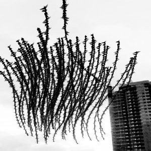 A Chorus in Air (Raghuvamsh Chavali)