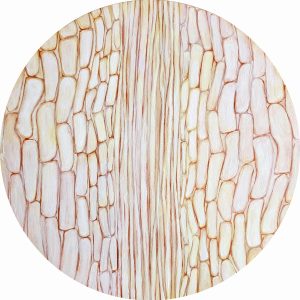 Collards (cells magnified x300) (Karen Taylor)