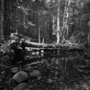 Mosquito Grove (Neil Kehler)