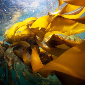 Bull Kelp (Meaghan Ogilvie)