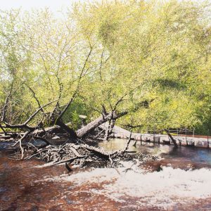 Pont flottant et saule qui penche (Parc Régional de la Rivière du Nord, Laurentides, QC) (Julie Desmarais)