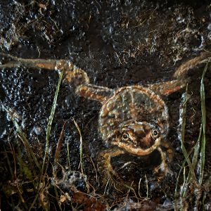 Ts’ali Yàèdi (The Frogs are Singing) (Robyn Scott)
