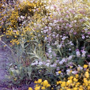 Flowers in Purple and Yellow (Alex Hall)