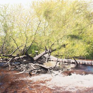 Pont flottant et saule qui penche (Parc Régional de la Rivière du Nord, Laurentides, QC) (Julie Desmarais)