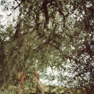 Grasping at Haws (Ana Kapodistria)