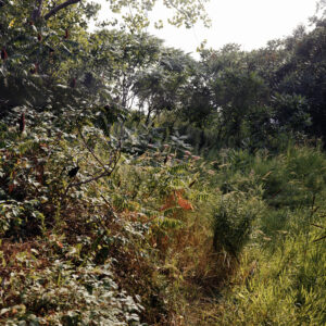Ravine (Alex Hall)