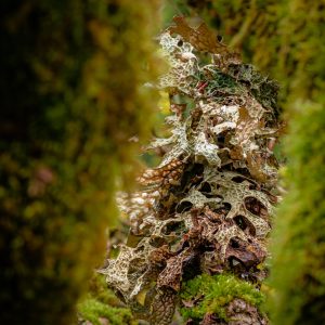 Decomposition (Lori Ryerson)