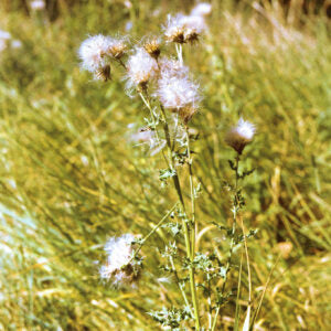 Thistles (Alex Hall)