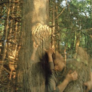 Together Tree (Ana Kapodistria)
