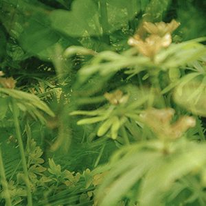 Rudbeckia verte (Clothilde Allen)