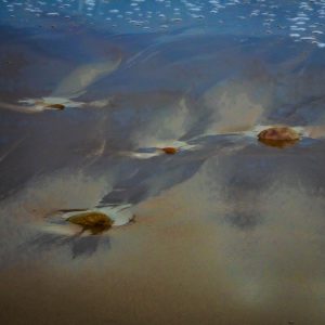 Stories in the Sand (Lori Ryerson)