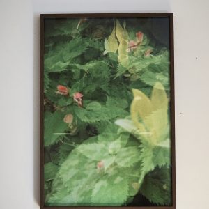 Chelone (Clothilde Allen)