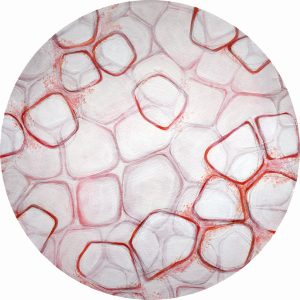 Tomato (cells magnified x440) (Karen Taylor)