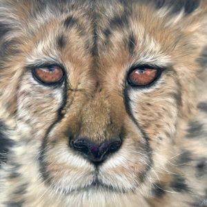 Cheetah (Mathilde Cho)