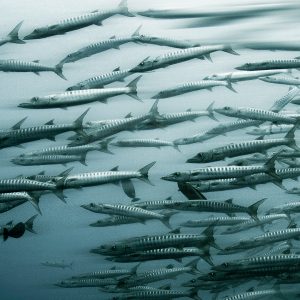 Barracuda (Meaghan Ogilvie)