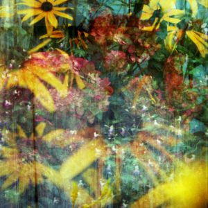 Rudbeckia éclatante (Clothilde Allen)