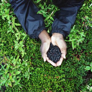 Crowberries (Tessa Graham)