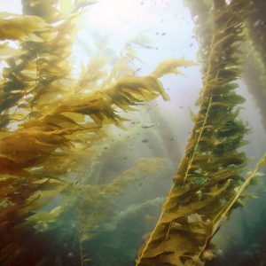 Giant Kelp Forest (Meaghan Ogilvie)