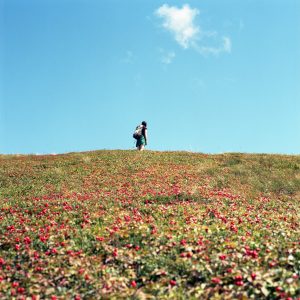 Mountainside Crackerberries (Tessa Graham)