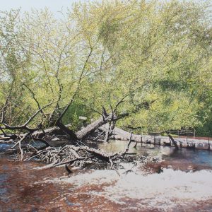 Pont flottant et saule qui penche (Parc Régional de la Rivière du Nord, Laurentides, QC) (Julie Desmarais)